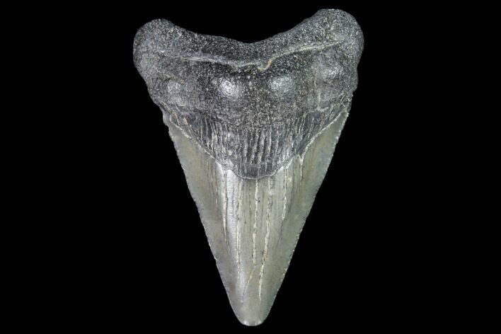 Juvenile Megalodon Tooth - Georgia #101433